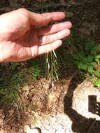 Image of Black-Seed Spear Grass