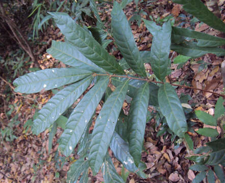 Image of Lepisanthes tetraphylla (Vahl) Radlk.