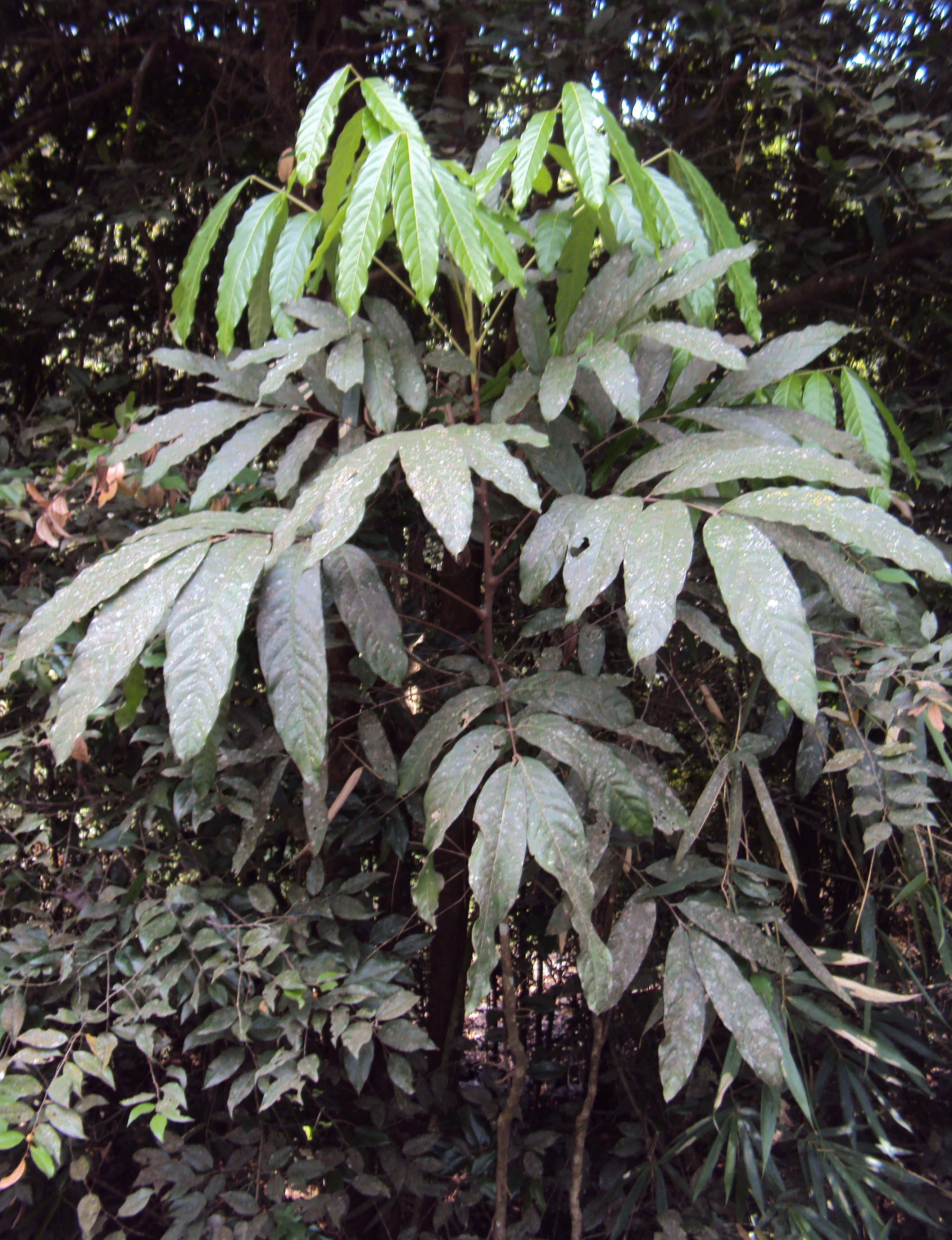 Image of Lepisanthes tetraphylla (Vahl) Radlk.