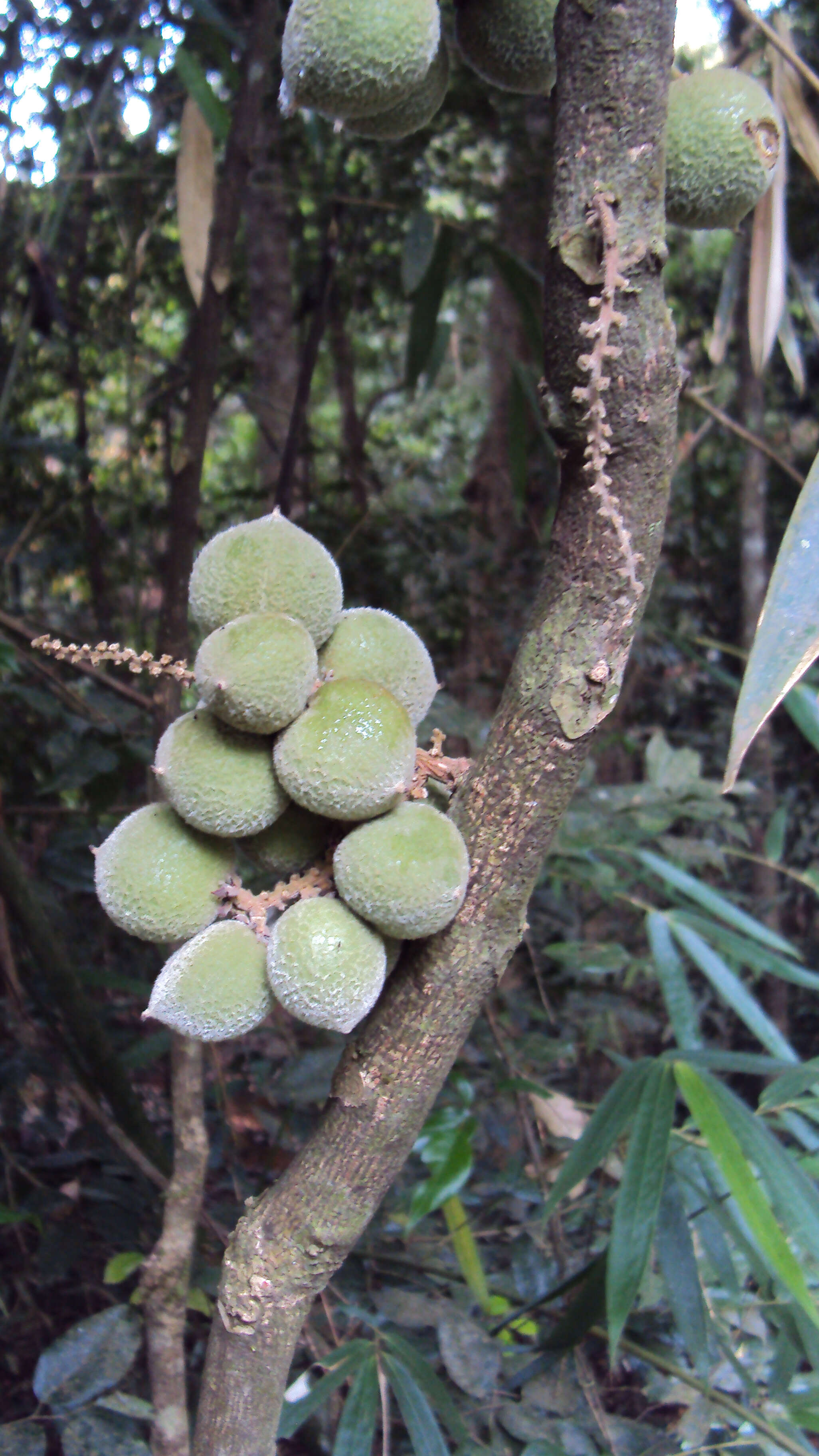 Image of Lepisanthes tetraphylla (Vahl) Radlk.