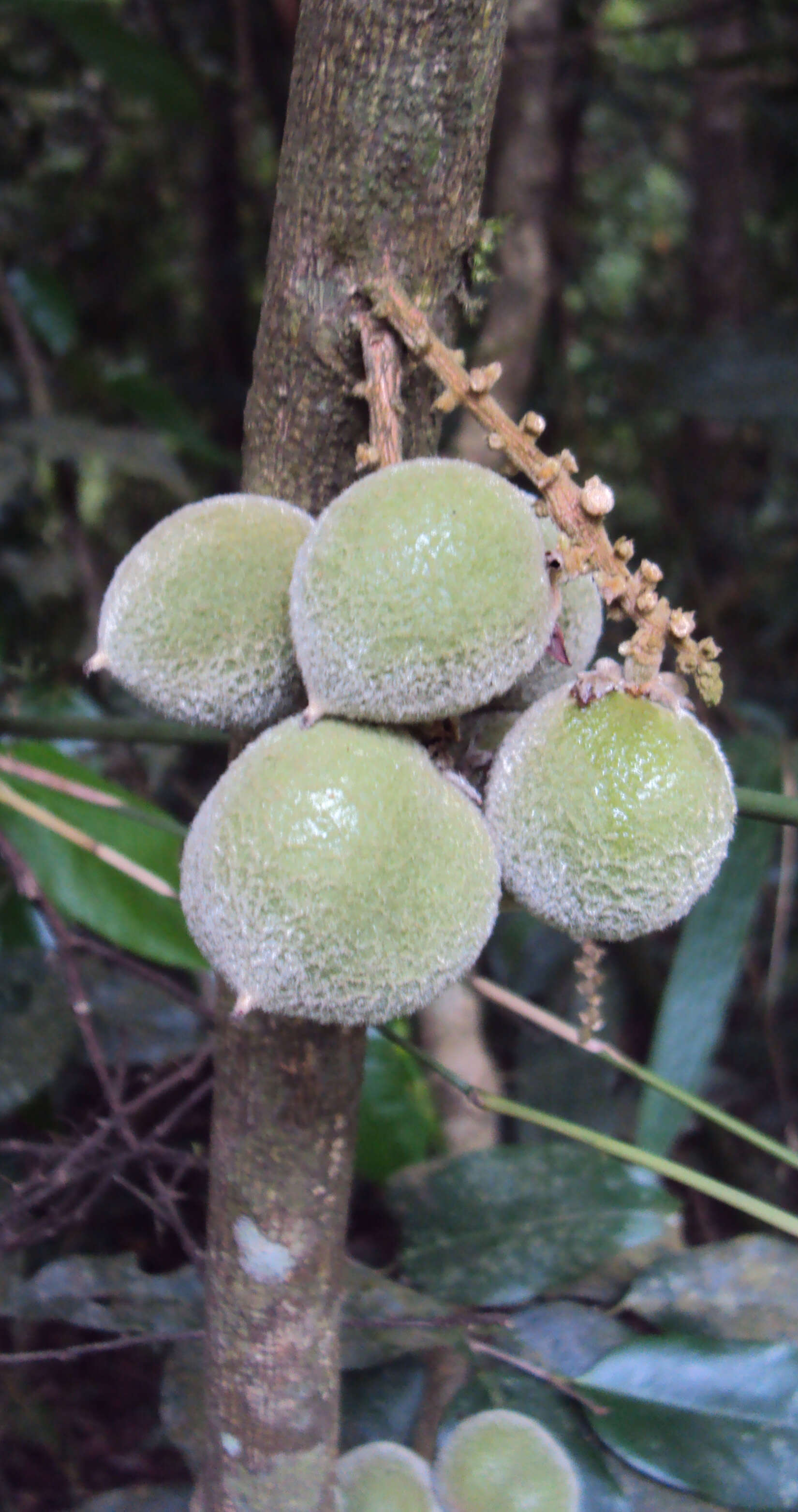 Image of Lepisanthes tetraphylla (Vahl) Radlk.