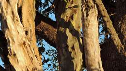 Image of Grey-bark saucer-berry