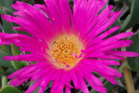 Image of Carpobrotus quadrifidus L. Bol.