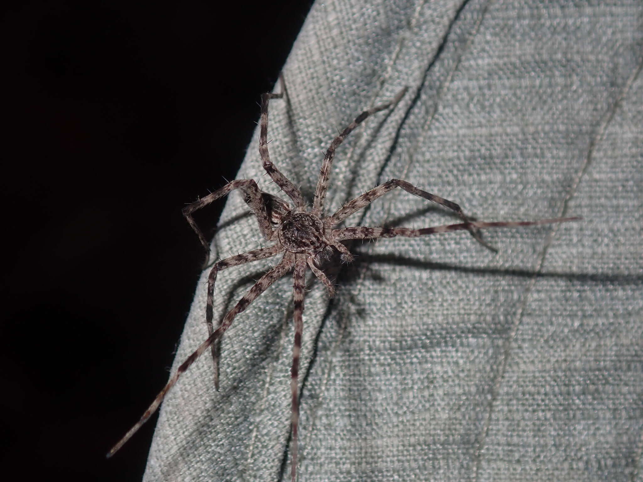 Image of Megadolomedes australianus (L. Koch 1865)