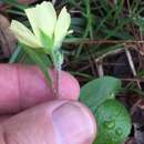 صورة Crocanthemum carolinianum (Walt.) Spach