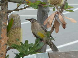 Image of Red Wattlebird