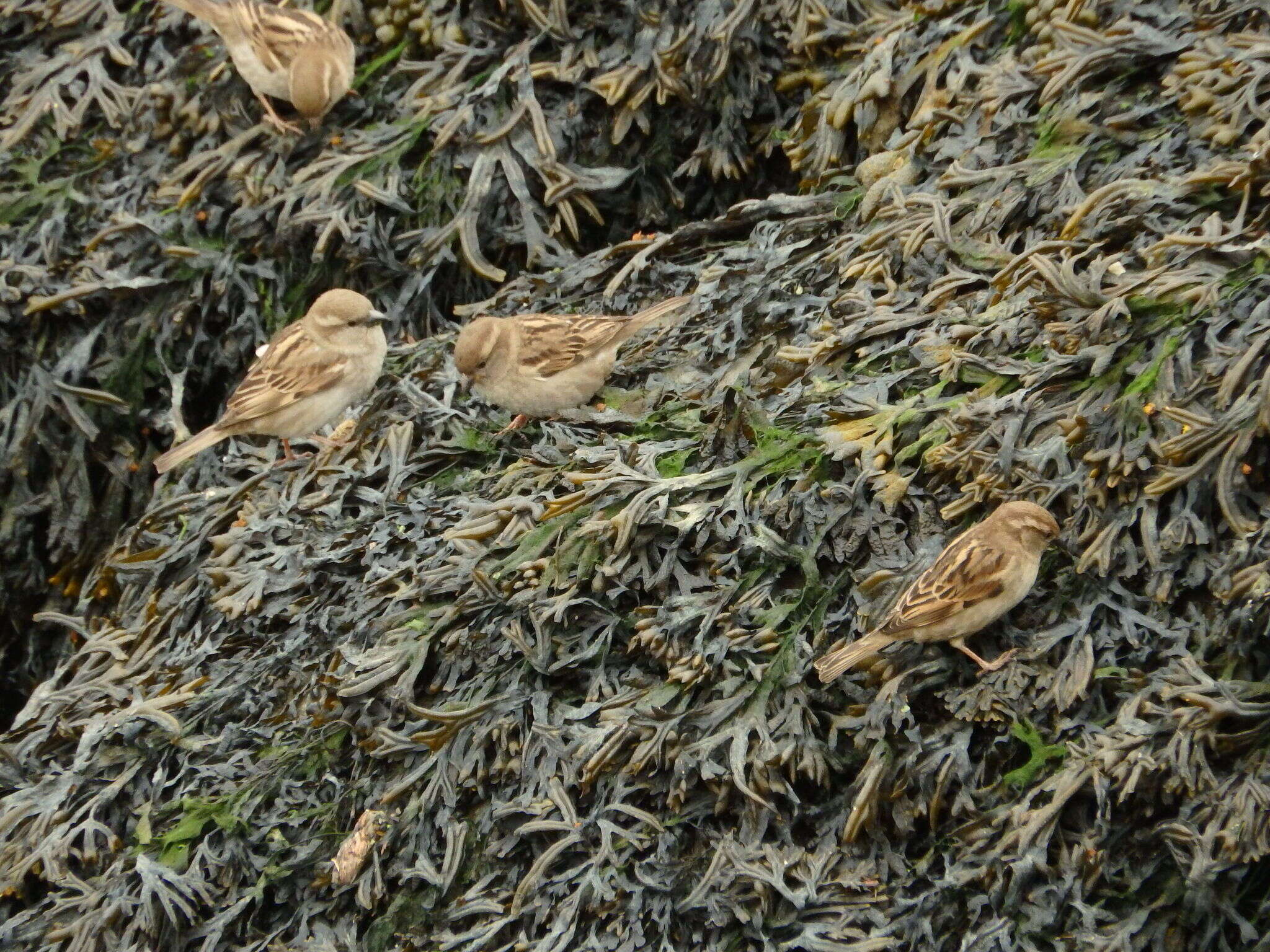 Image of Fucus ceranoides