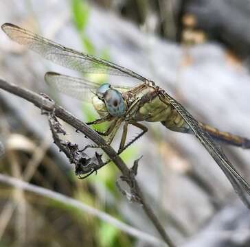 Image of <i>Orthetrum coerulescens anceps</i> (Schneider 1845)