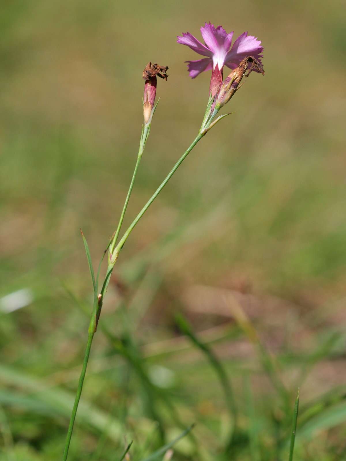 Image of carthusian pink