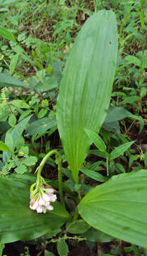 Image of Pink nodding orchid