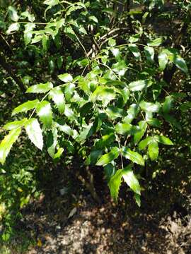 Image of Berberis moranensis Schult. & Schult. fil.