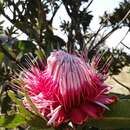 Plancia ëd Protea rubropilosa Beard