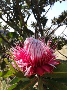 Plancia ëd Protea rubropilosa Beard