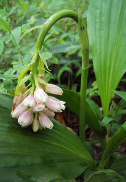 Image of Pink nodding orchid