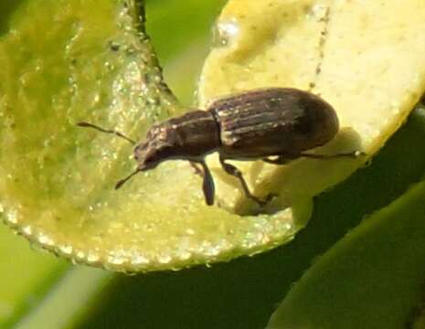 Image of Pea Leaf Weevil