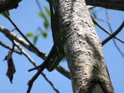 Image of Cuban Giant Anole