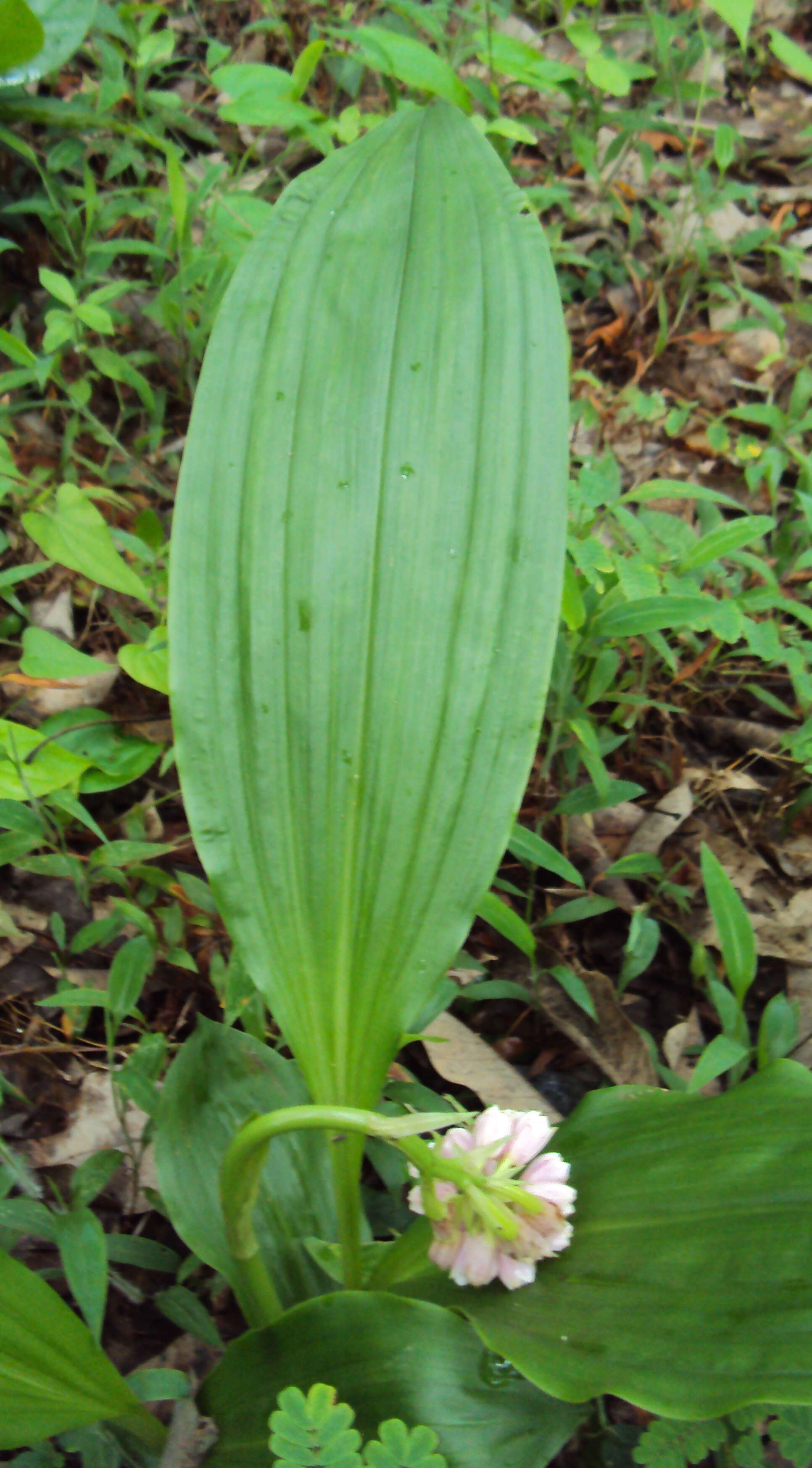 Imagem de Geodorum densiflorum (Lam.) Schltr.