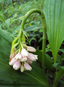 Image of Pink nodding orchid