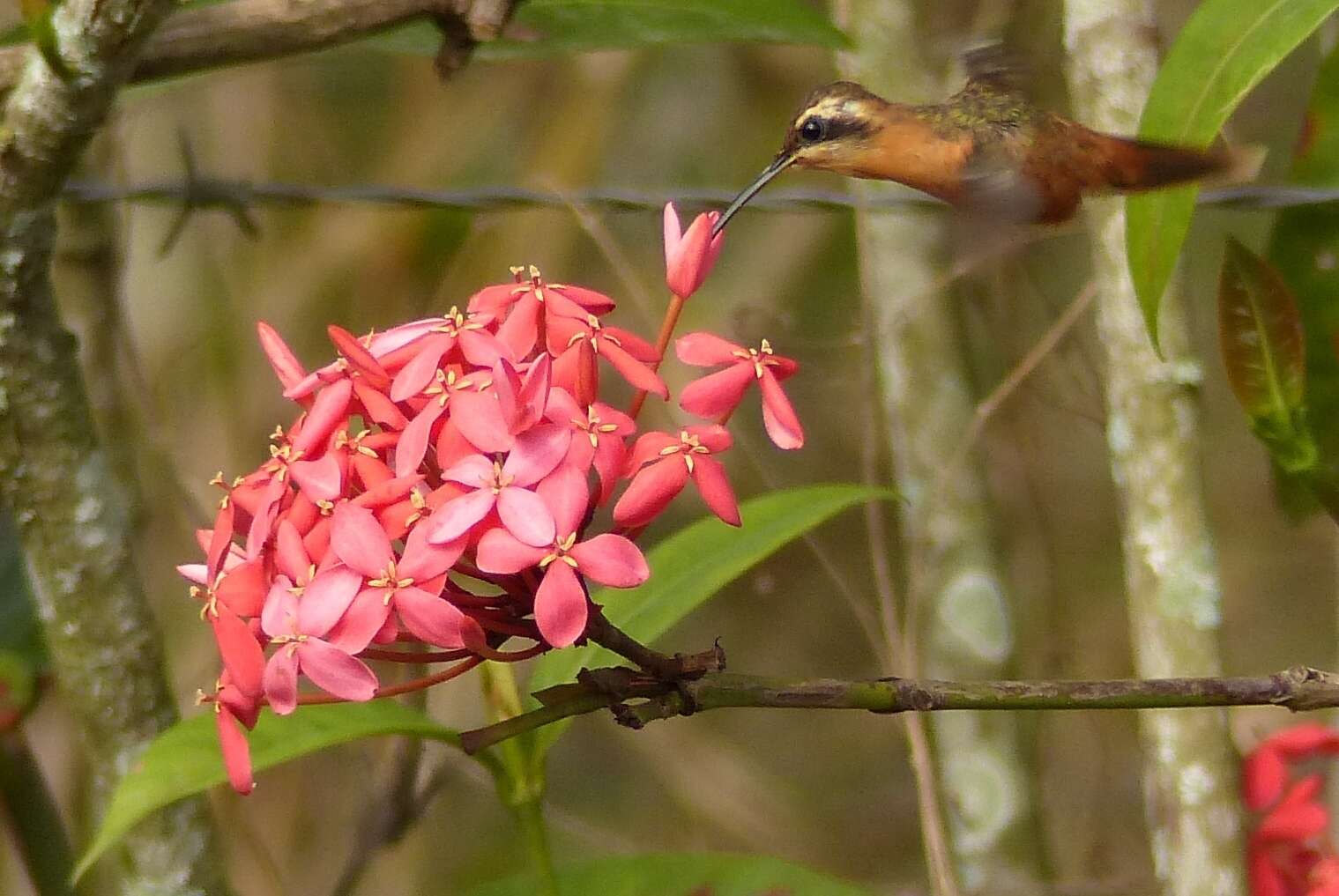 Phaethornis ruber (Linnaeus 1758) resmi