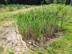 Image of broadleaf cattail