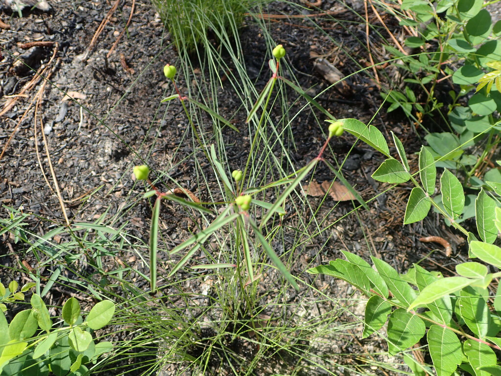 Image of Curtis' Spurge