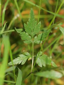 Image of Japanese hedge-parsley