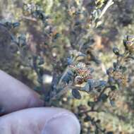 Image of Phebalium squamulosum subsp. ozothamnoides (F. Müll.) Paul G. Wilson