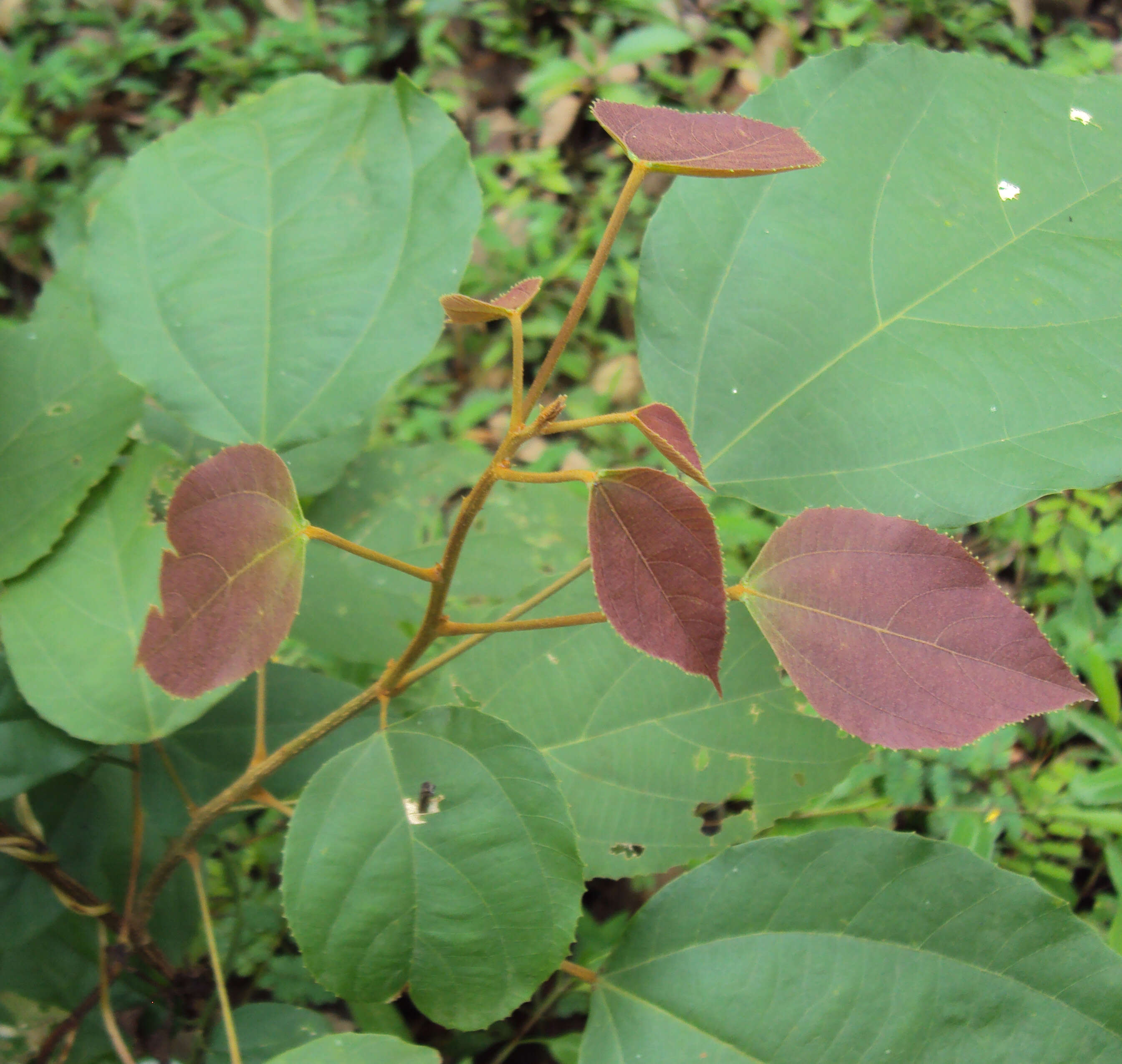 Sivun Mallotus philippensis (Lam.) Müll. Arg. kuva