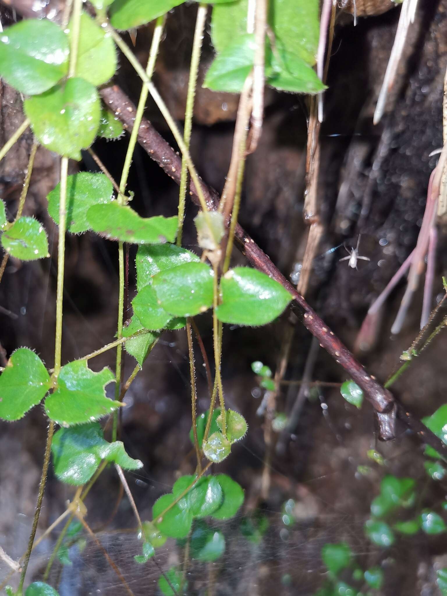 Image of Pseudostellaria davidii (Franch.) Pax