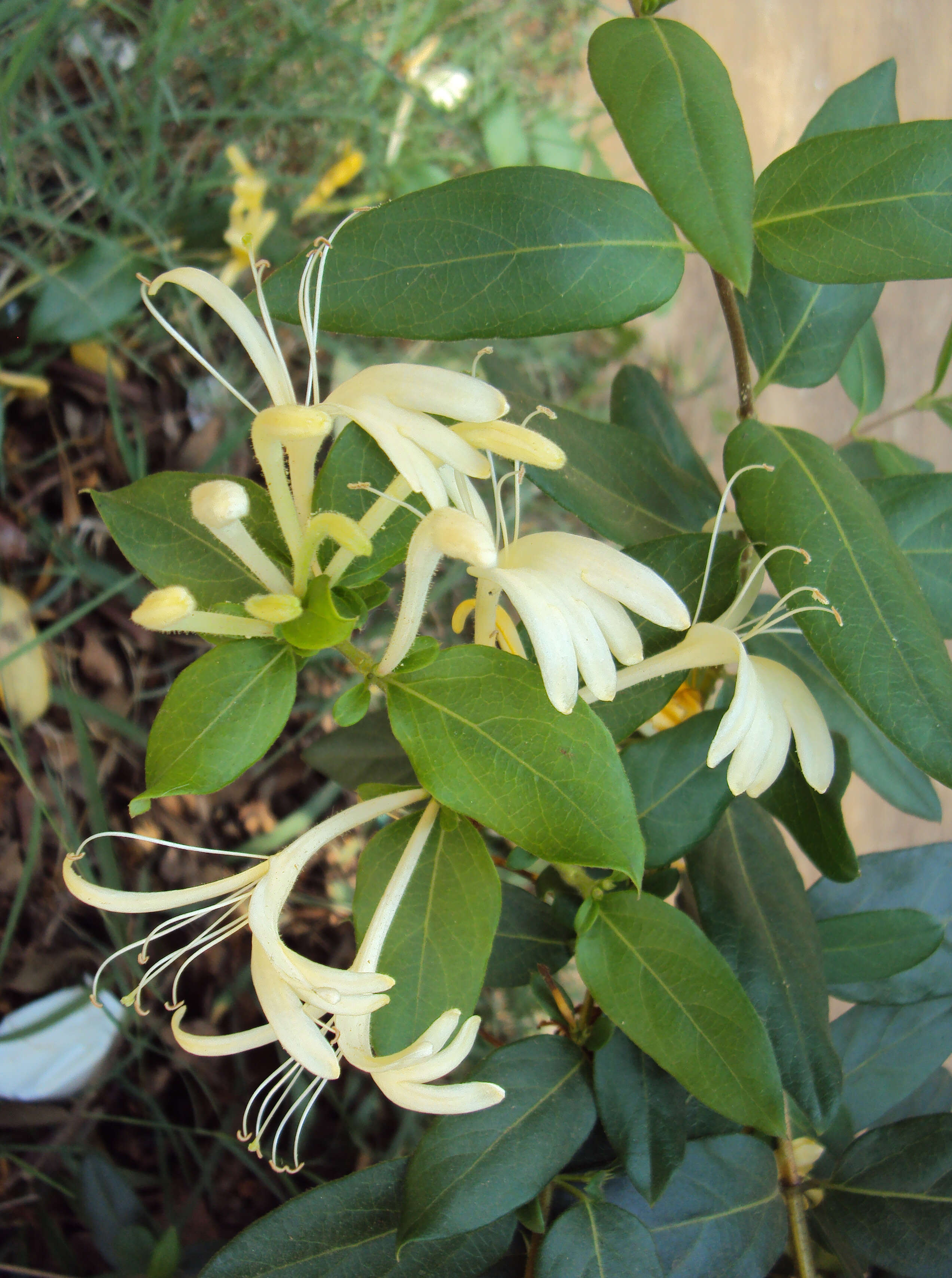 Imagem de Lonicera japonica Thunb.