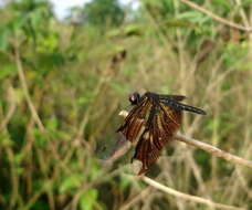 Image of Rhyothemis notata (Fabricius 1787)