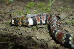 Image of Amazon Water Snake