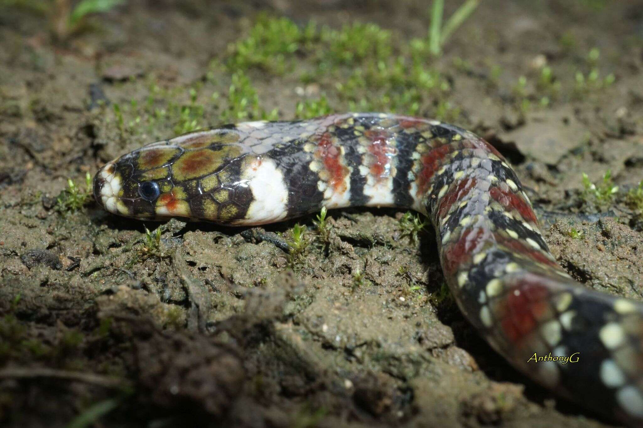 Image of Amazon Water Snake