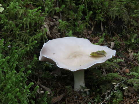 Image of Lepista glaucocana (Bres.) Singer 1951