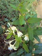 Imagem de Lonicera japonica Thunb.