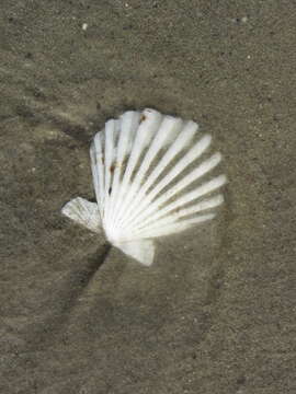 Image of Aequipecten tehuelchus (d'Orbigny 1842)