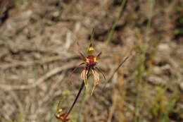 Caladenia corynephora A. S. George resmi