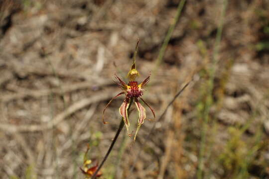 Image of Club-lipped spider orchid