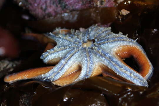 Imagem de Solaster stimpsoni Verrill 1880