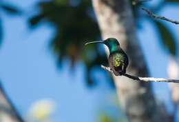 Image of Green-throated Mango