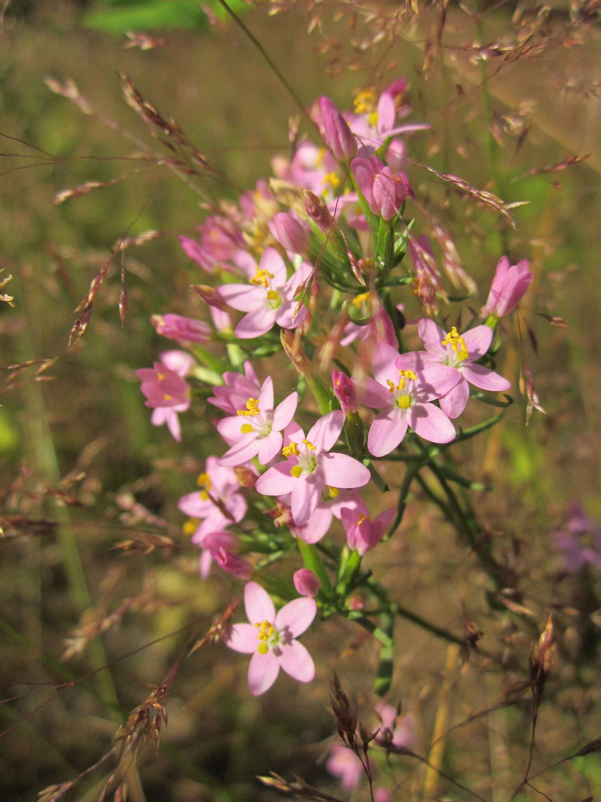 Image of Centaury