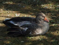 Image of Greylag Goose