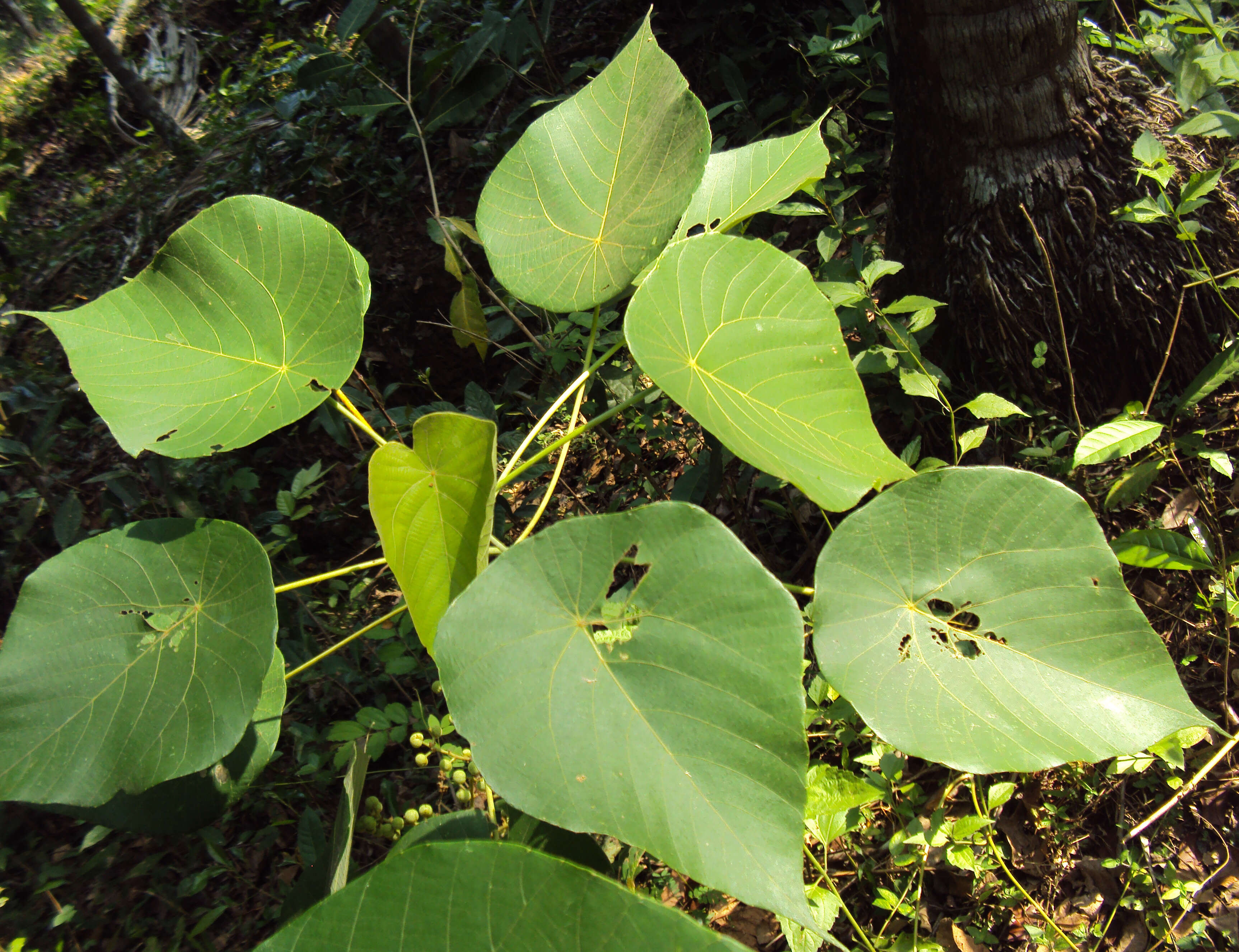 Image of Macaranga peltata (Roxb.) Müll. Arg.