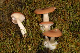 Image de Clitocybe americana H. E. Bigelow 1976