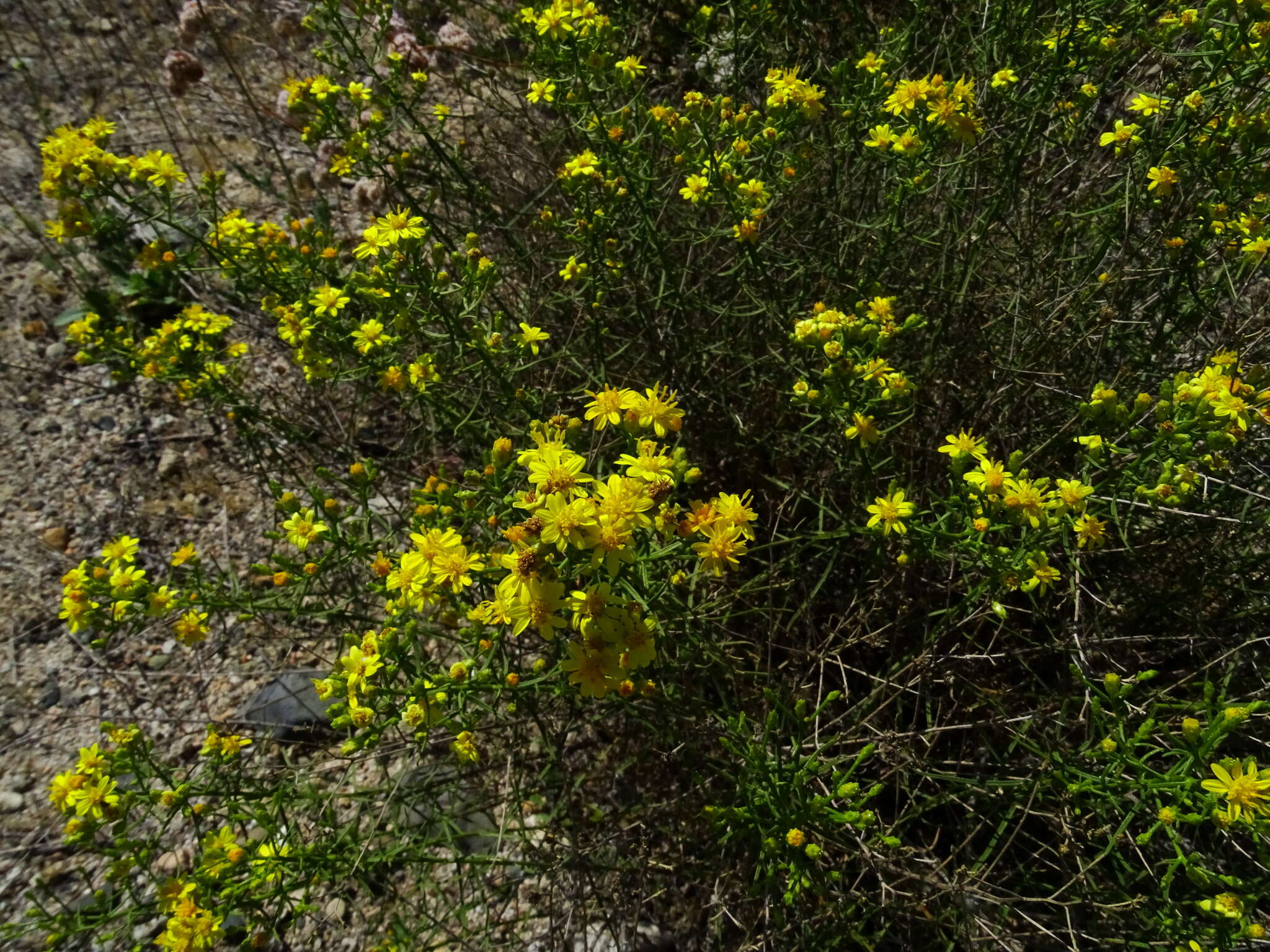 Image of San Joaquin snakeweed