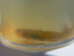 صورة Chlamydogobius micropterus Larson 1995