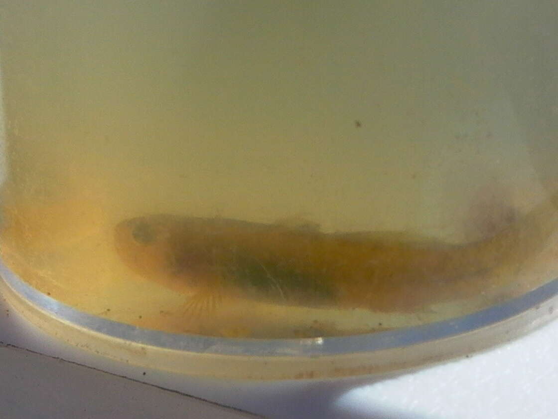 Plancia ëd Chlamydogobius micropterus Larson 1995