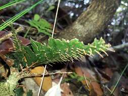 Image of toothed bristle fern