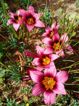 Image of Romulea eximia M. P. de Vos