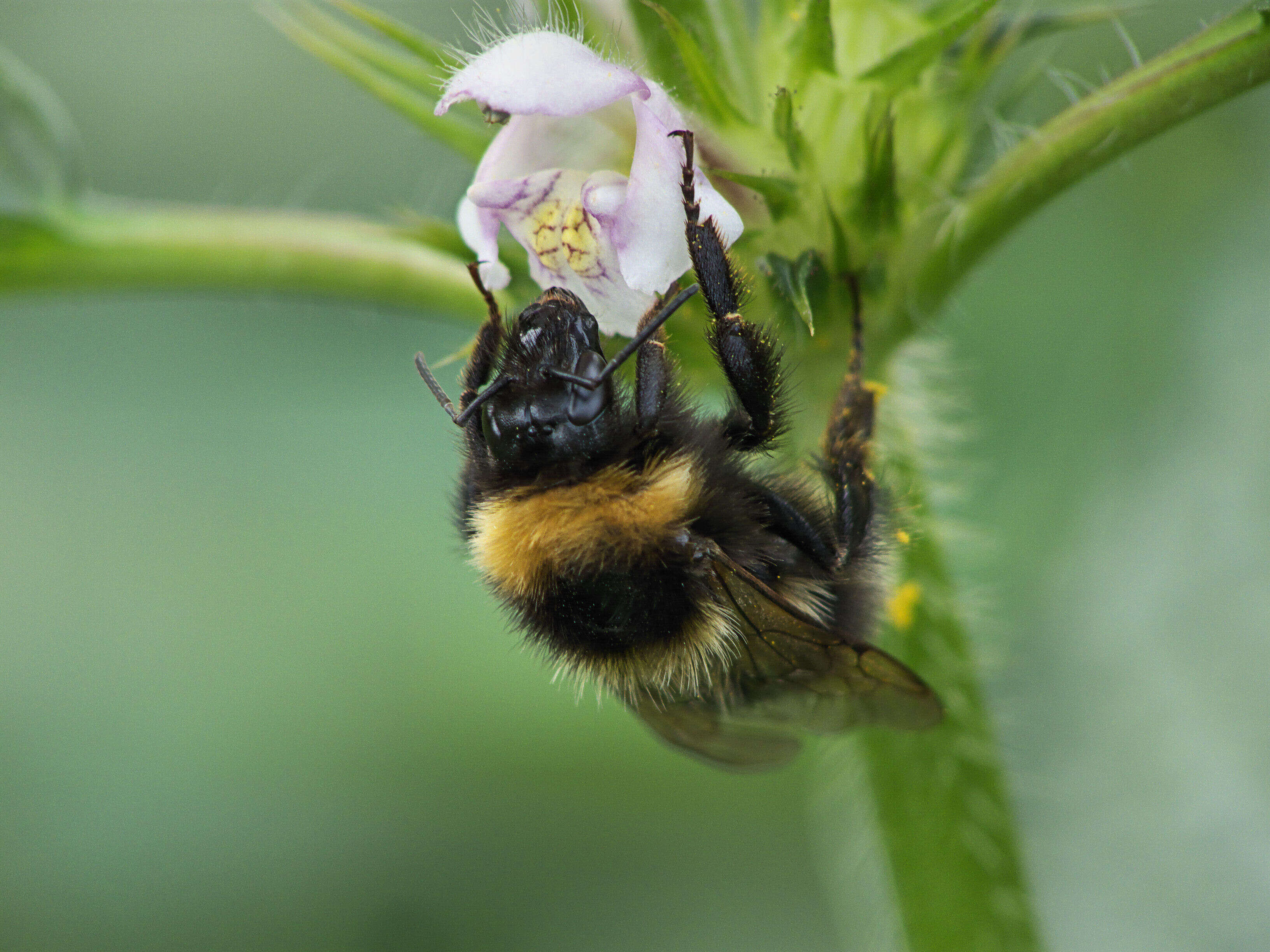 Image of Small garden bumblebee